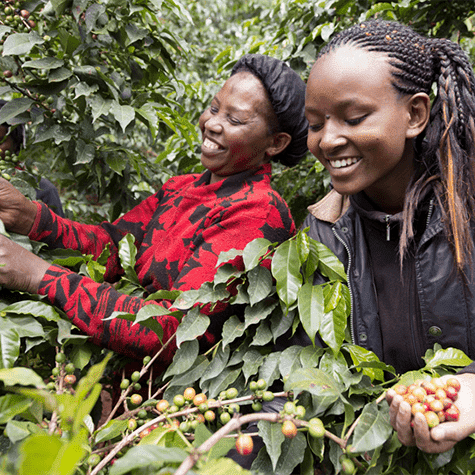 women picking coffee beans