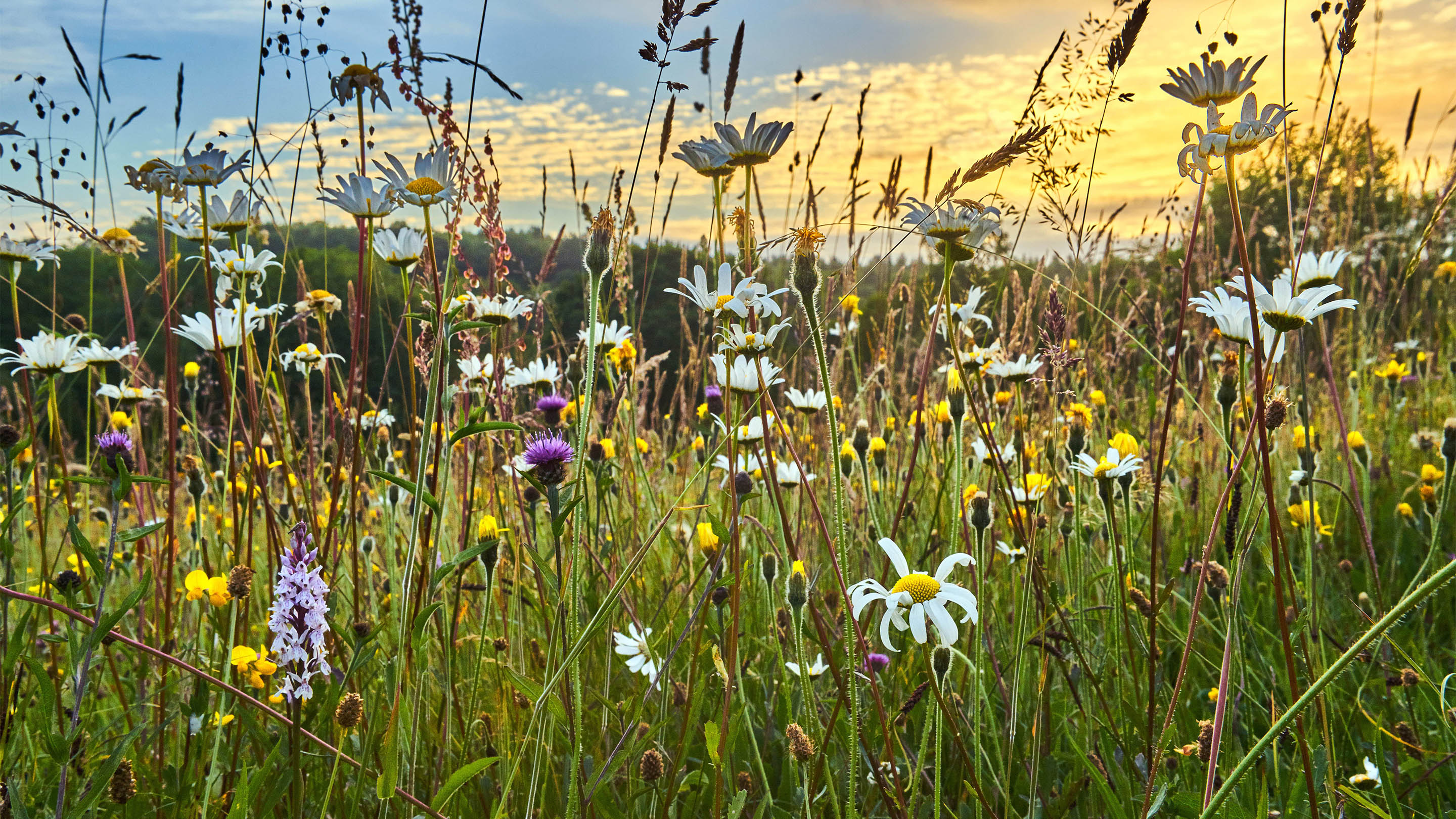 Field of flowers for food systems