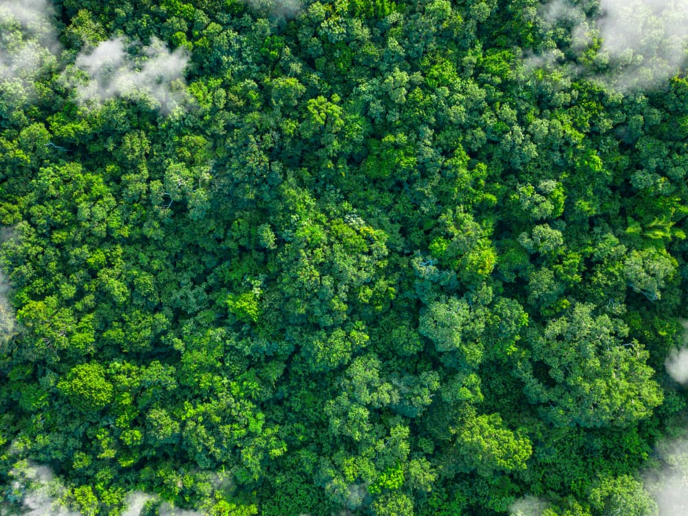 Aerial view of a dense, vibrant green forest with clouds of mist hovering above the treetops.