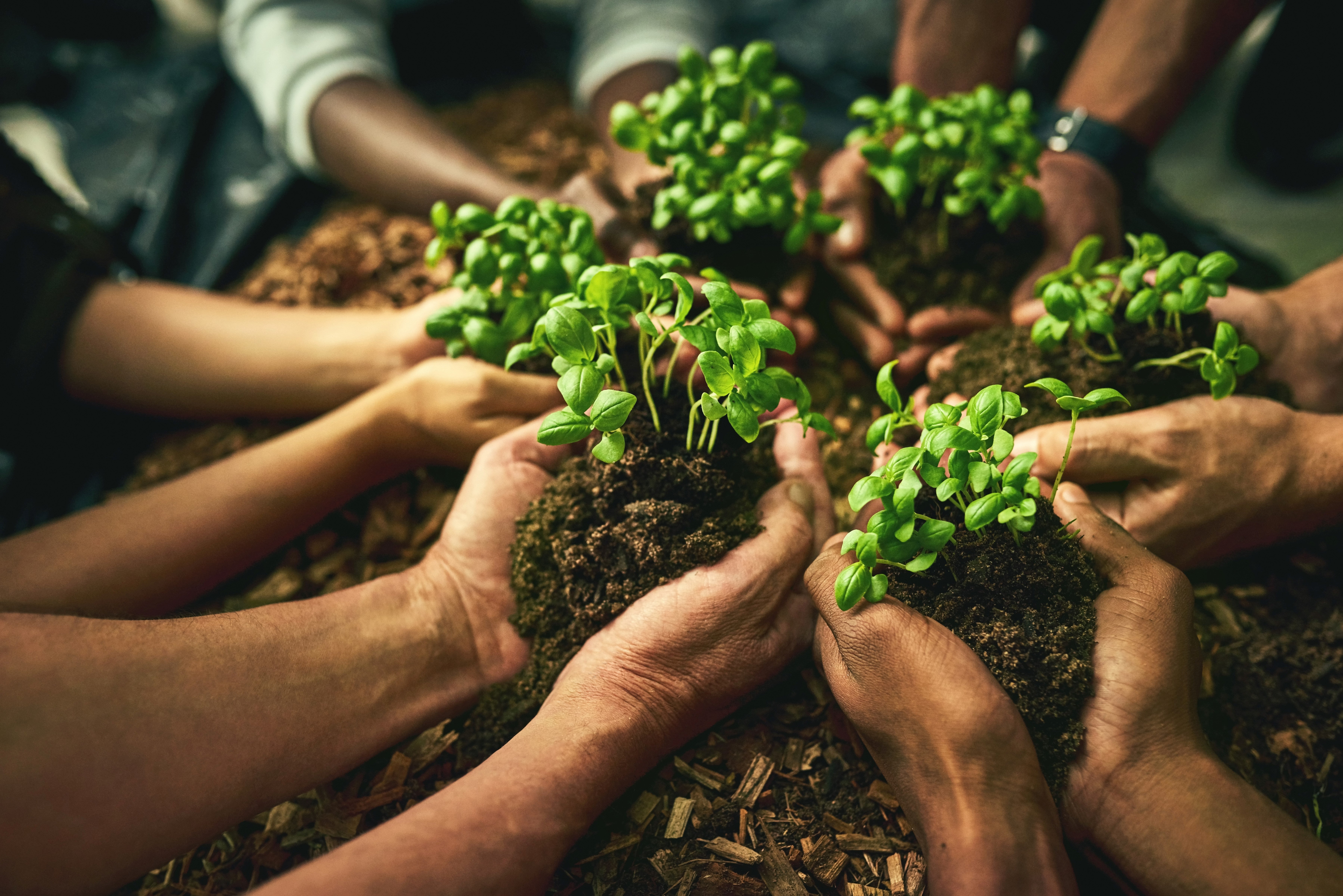 hands in a circle cupping plants to be interred