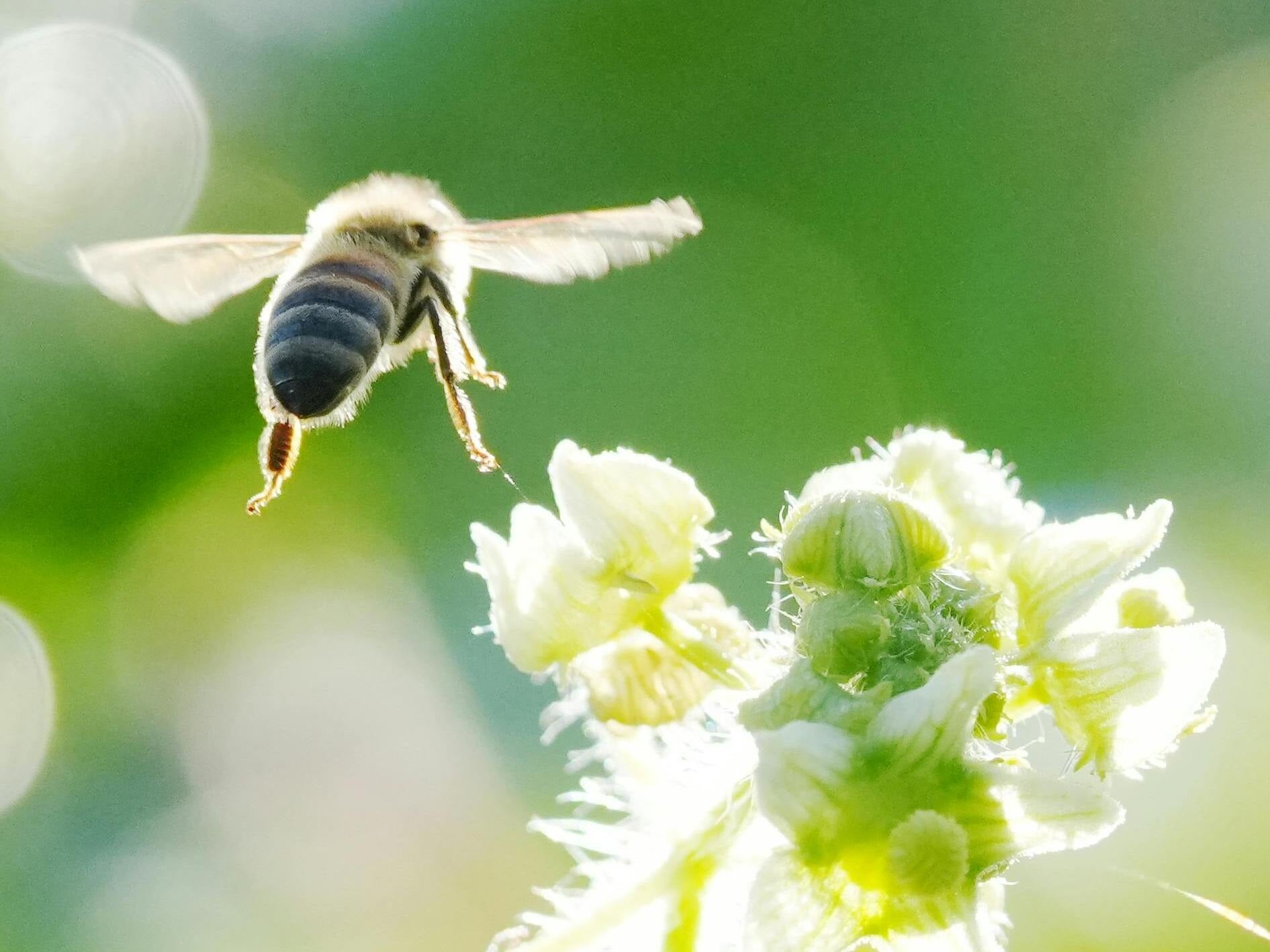 Garden Gourmet Biodiversity