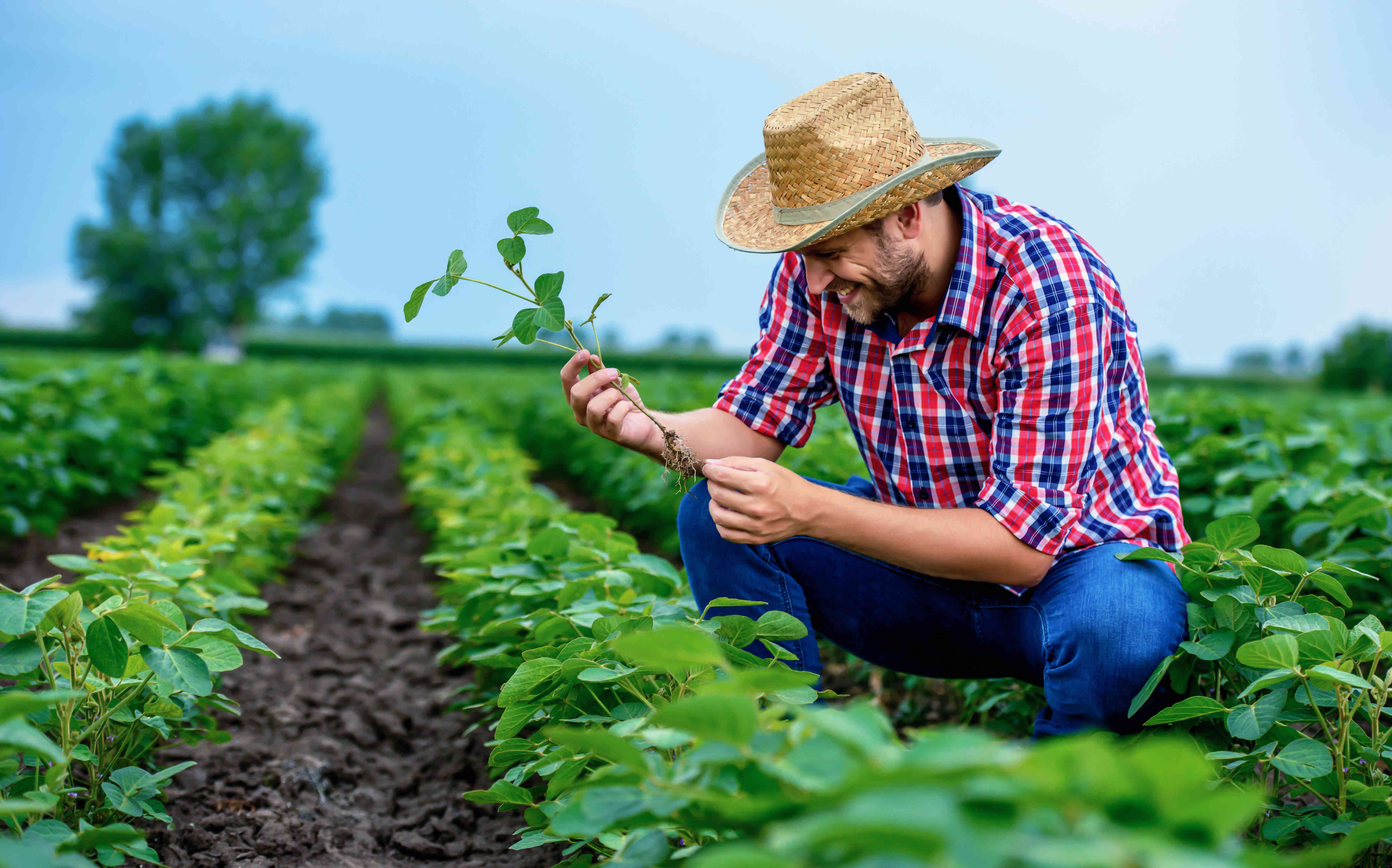 men looking at plants in a field