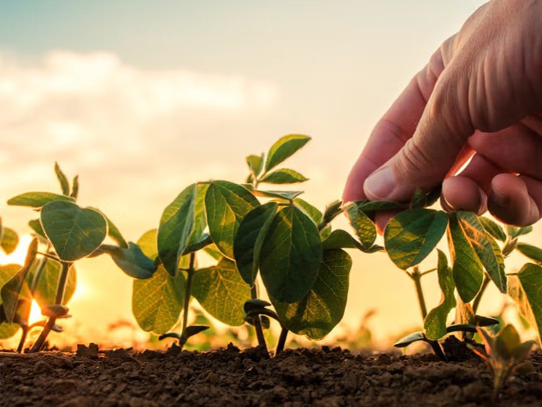 Plant-based products often offer a lower environmental footprint1