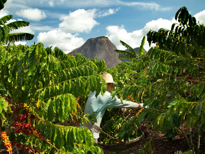 Someone coffee farming