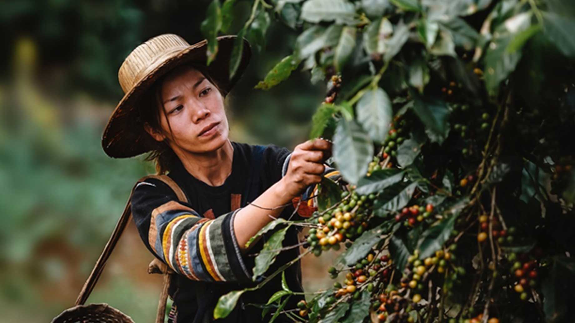 starbucks-cafe-practices