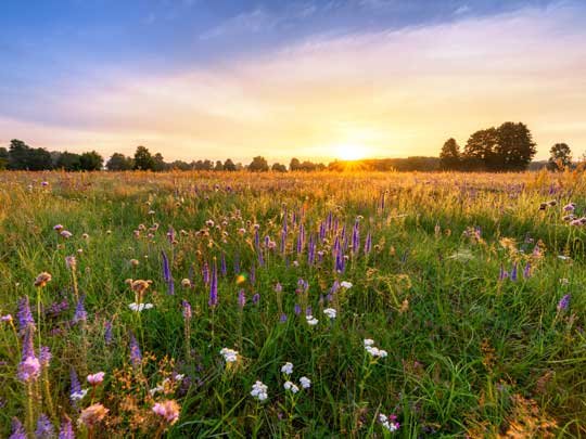 Biodiversity Nestlé