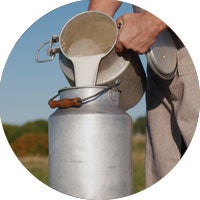 milk jug being filled in a field