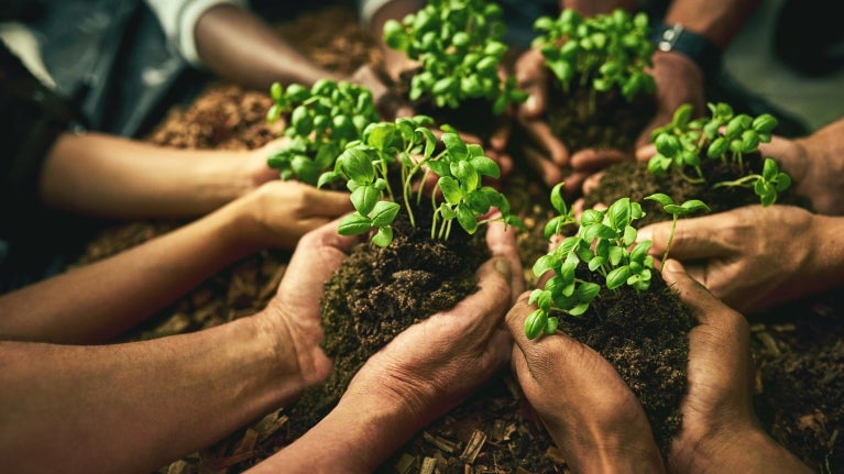 hands in a circle cupping plants to be interred