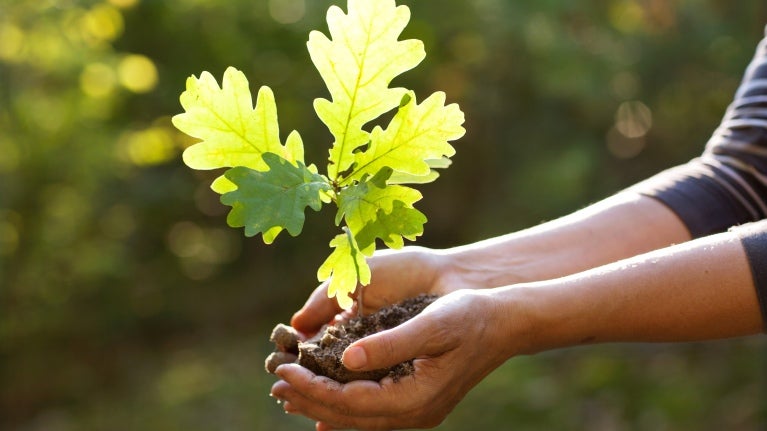 front  page of footprint index - involves someone holding a plant in their hands